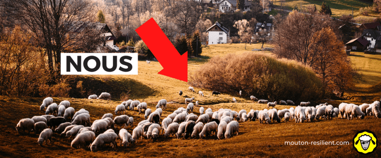 En Savoir Plus sur Mouton Résilient : Site Survivaliste Français de Référence