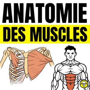 Anatomie des muscles : bonus des livres "Musculation du Paresseux" et "Méthode de Musculation et Nutrition"