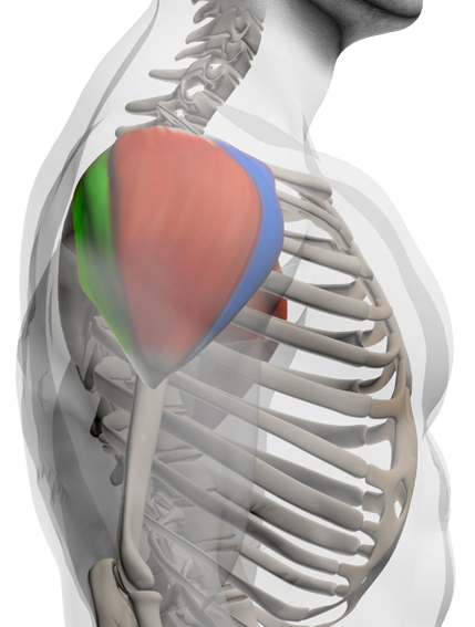 anatomie-épaules-deltoides Anatomie du muscle milieu de l'épaule