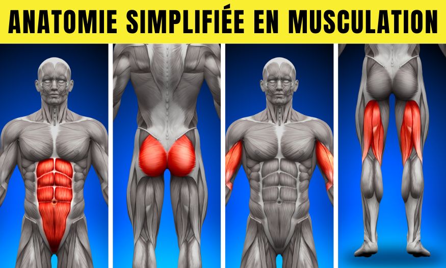 anatomie-simplifiee-musculation Anatomie simplifiée en musculation : pour bien comprendre les groupes musculaires du corps humain