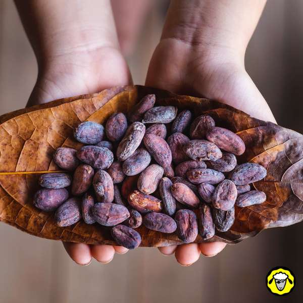 main-tenant-des-feves-de-cacao Des fèves de cacao dans une feuille séchée, tenue à deux mains.