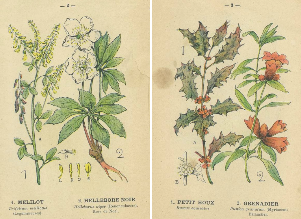 Illustration botanique détaillant des plantes médicinales comme le mélilot et l'hellébore noir, accompagnées de leurs descriptions et caractéristiques.