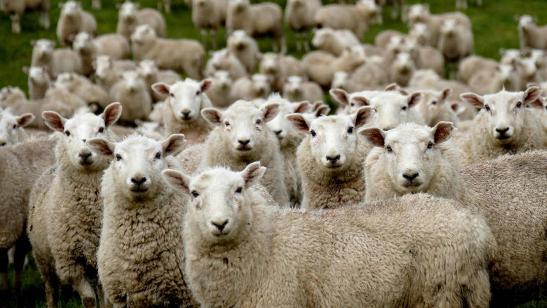 Photo by Andrea Lightfoot herd of sheep on green grass field during daytime
