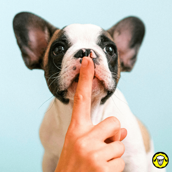 Silence stratégique Un chiot attentif pose son museau contre un doigt levé en signe de silence. Une scène calme mais symbolique, qui évoque la discrétion, l’écoute ou la vigilance.