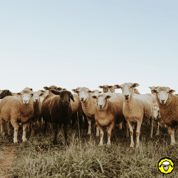 Sortir-du-troupeau Un troupeau de moutons broutant dans une prairie, avec un mouton noir au centre. L’image illustre l’idée d’individualité et de déviation volontaire du conformisme.