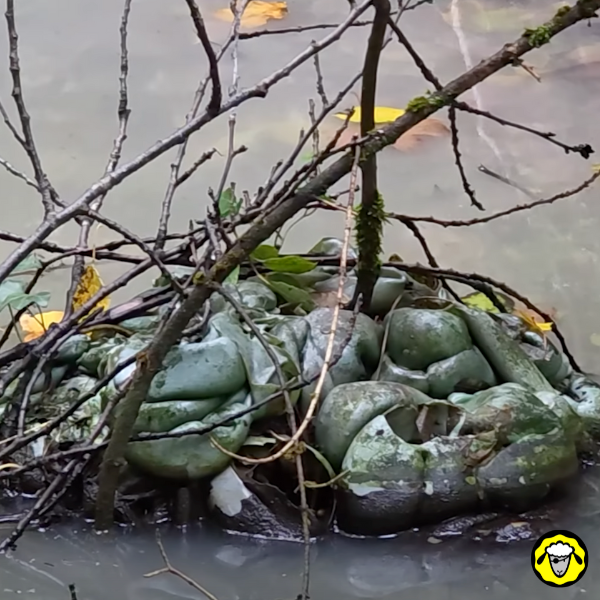 Scandale_Nestlé_Pollution_Decharge_Plastique_3 Gros plan sur un amas de plastique vert et noir, partiellement enfoui dans l’eau. Ces déchets, composés de bouteilles Vittel fondues et agglutinées, proviennent d’une décharge sauvage appartenant à Nestlé Waters.