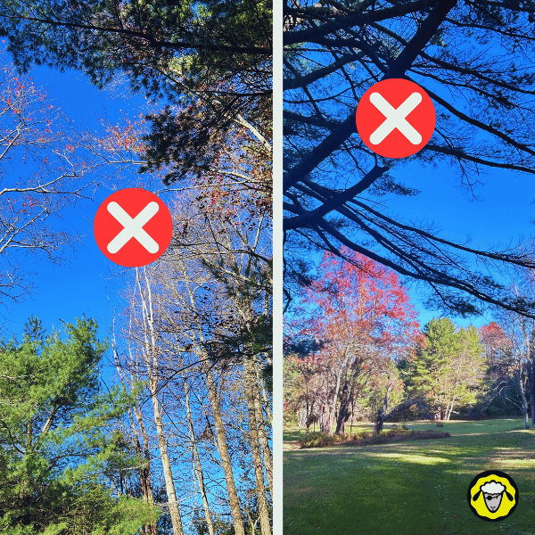 erreurs-emplacement-starlink-mini-ciel-obstrue-par-branches Deux exemples de mauvais emplacements pour Starlink Mini, où les branches d’arbres bloquent le champ de vision vers le ciel et provoquent des coupures de connexion.