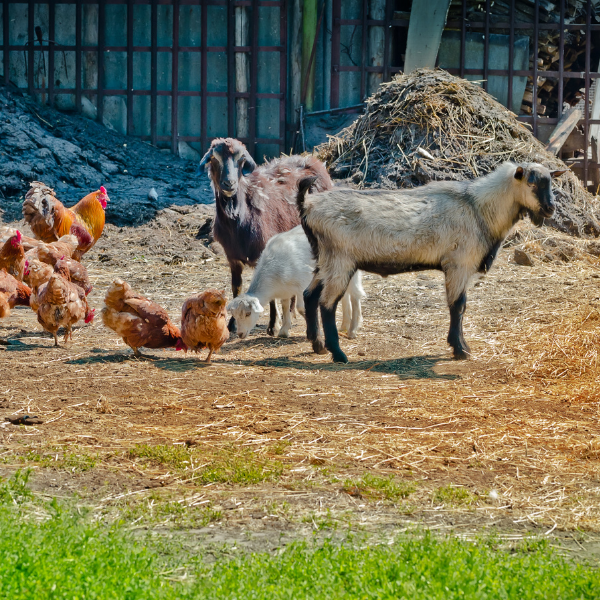 Chèvres et poules dans une basse-cour avec de la paille