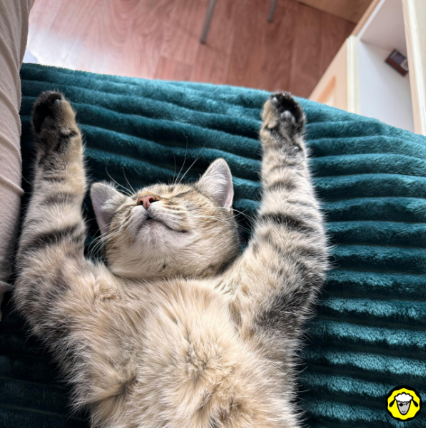 Chat endormi sur une couverture, les pattes en l air, dans un contexte de sieste au frais