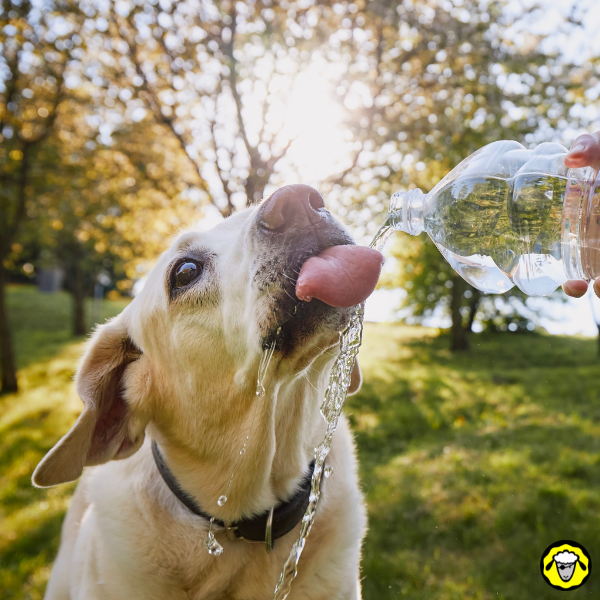 Un chien boit de l eau versée depuis une bouteille en plein air Un chien lape de l eau versée depuis une bouteille en plein air