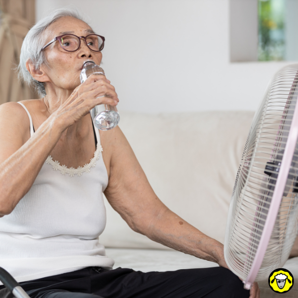 Femme âgée qui boit de l'eau devant un ventilateur Une femme âgée boit de l'eau assise devant un ventilateur