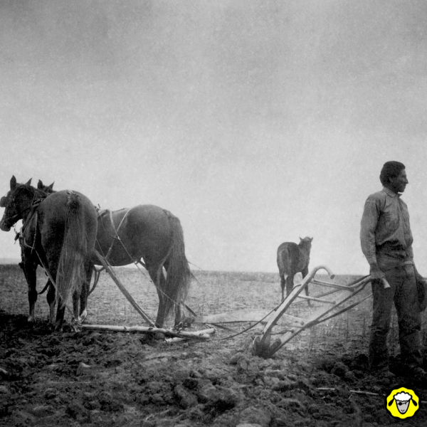 traction-animale-labour Photo ancienne d’un homme labourant un champ avec des chevaux, utilisée pour illustrer le cliché selon lequel la résilience impliquerait un retour au mode de vie d’autrefois.