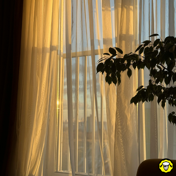 Voilages translucides devant une fenêtre, filtrant la lumière du soleil avec une plante en silhouette.