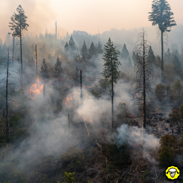 Forêt touchée par un feu avec fumée et flammes Forêt en feu avec des flammes, de la fumée épaisse et des arbres partiellement brûlés