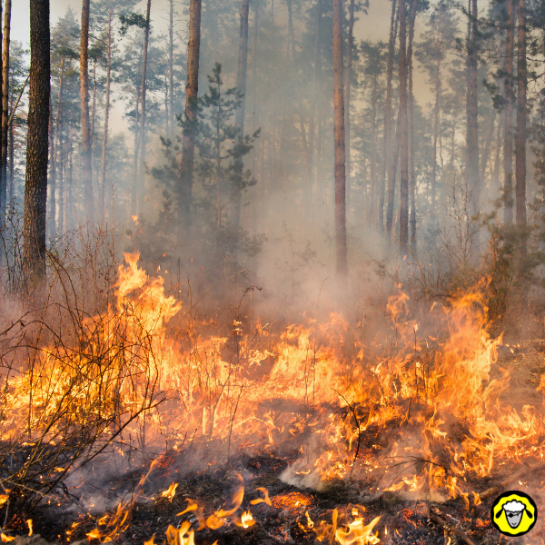 Feu de forêt dans une pinède avec fumée et flammes Feu de forêt avec flammes au sol et fumée dans une pinède
